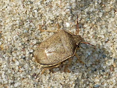 Holcostethus limbolarius