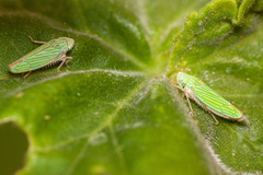 Graphocephala cythura