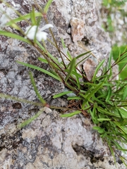 Heliosperma alpestre