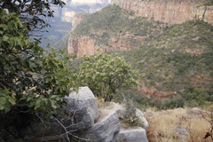 Tarchonanthus trilobus