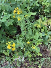 Hypericum perforatum