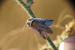 Parahypopta caestrum