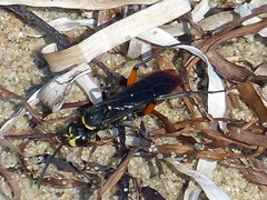 Ceropales bipunctata