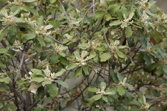 Tarchonanthus trilobus