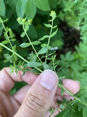 Hypericum perforatum