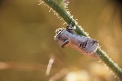 Parahypopta caestrum