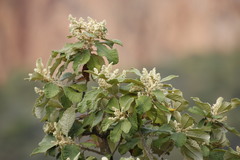 Tarchonanthus trilobus