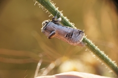 Parahypopta caestrum