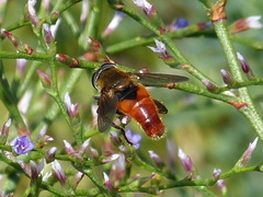 Polydontomyia curvipes