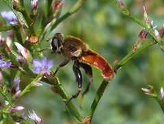 Polydontomyia curvipes