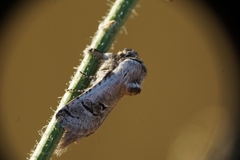 Parahypopta caestrum