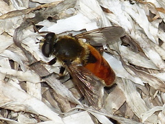 Polydontomyia curvipes