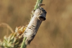 Parahypopta caestrum