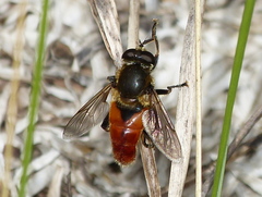 Polydontomyia curvipes