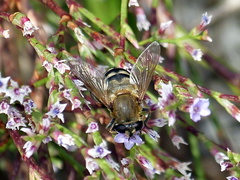 Polydontomyia curvipes