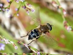 Polydontomyia curvipes