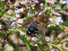Polydontomyia curvipes