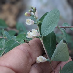 Symphoricarpos rotundifolius parishii