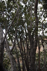 Diplorhynchus condylocarpon condylocarpon