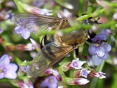 Polydontomyia curvipes