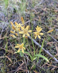 Triteleia ixioides