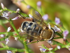 Polydontomyia curvipes