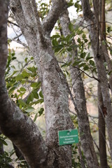 Diplorhynchus condylocarpon condylocarpon