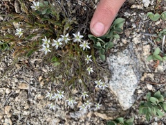 Sabulina nuttallii