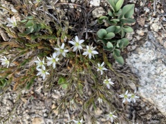 Sabulina nuttallii