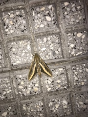 Hyles euphorbiarum