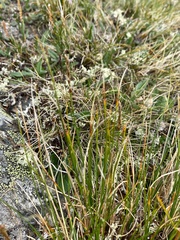 Carex myosuroides
