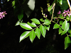 Lonchocarpus muehlbergianus