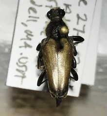 Trigonarthris subpubescens