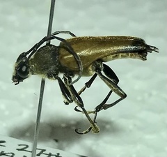 Trigonarthris subpubescens