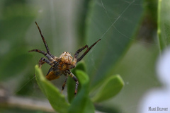 Oxyopes flavipalpis