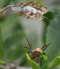 Oxyopes flavipalpis