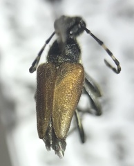 Brachyleptura brevis