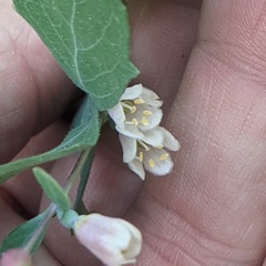 Symphoricarpos rotundifolius parishii