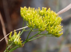 Kalanchoe brachyloba