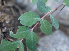Symphoricarpos rotundifolius parishii