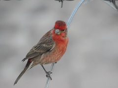 Haemorhous mexicanus