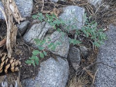 Symphoricarpos rotundifolius parishii