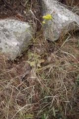 Kalanchoe brachyloba
