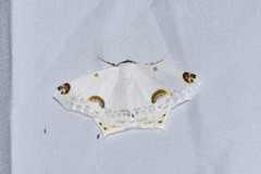 Sericoptera