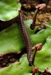 Cleidogonidae