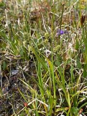 Carex norvegica