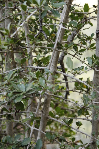 Image of Hyperacanthus amoenus by (c) Tony Rebelo, some rights reserved (CC BY-SA)