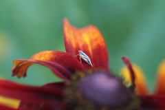 Evacanthus interruptus