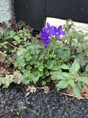 Campanula portenschlagiana