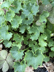 Campanula portenschlagiana